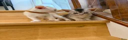 Abyssinian cats for sale: Silver Abyssinian kittens  - Advert 27