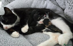 Domestic Shorthair cats for sale: Kittens looking for their forever home - Advert 2