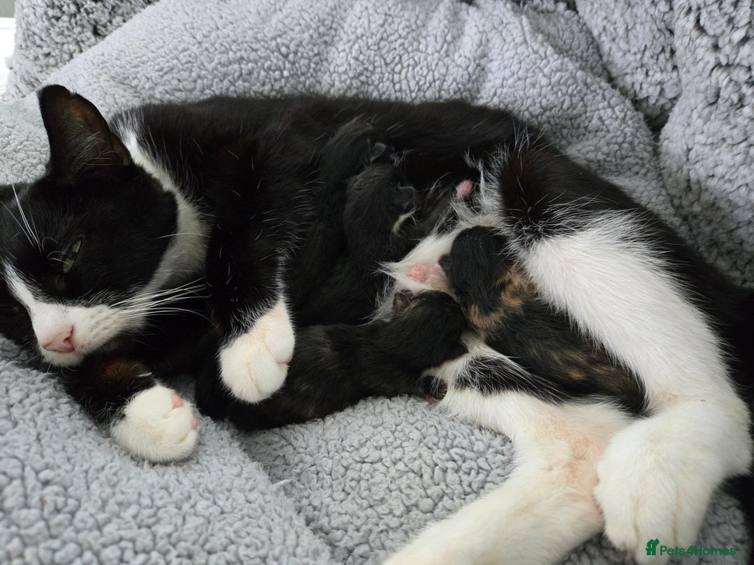 Domestic Shorthair cats for sale: Kittens looking for their forever home - Advert 2