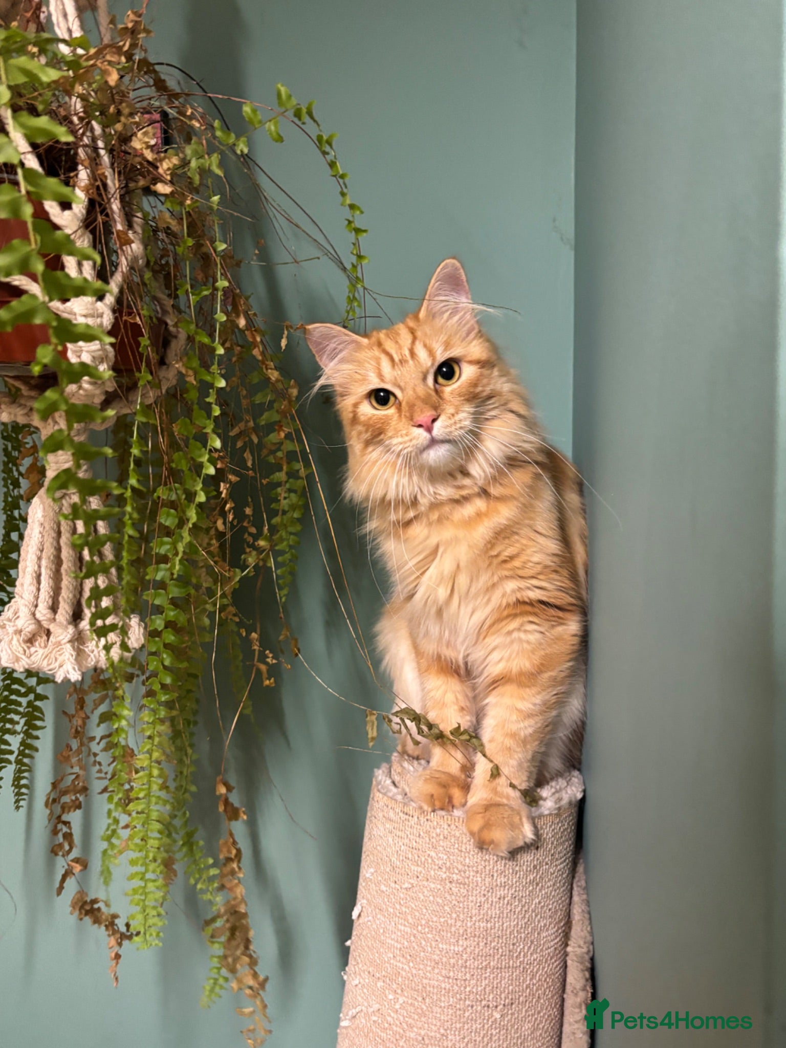 Mixed Breed cats Oscar Purrastri  - Advert 1