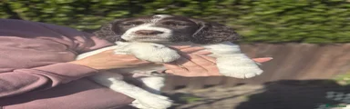 English Springer Spaniel Puppy 2