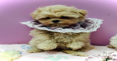 Maltipoo dogs - Advert 12