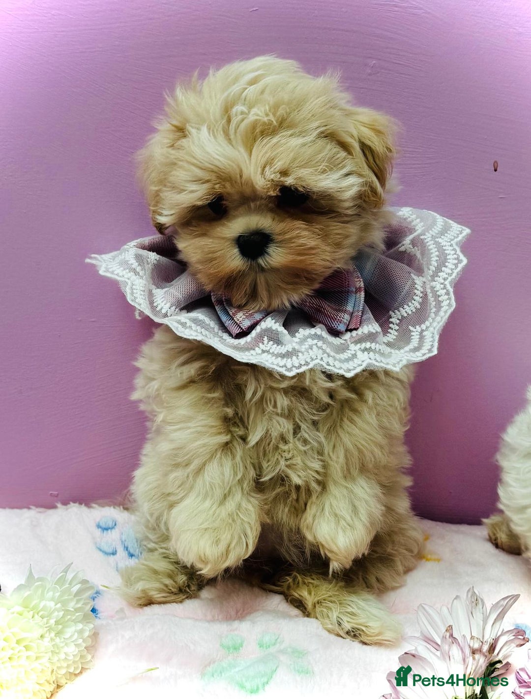 Maltipoo dogs for sale: Luxury Korean F1b maltipoos 😍🐶🐾 - Image 2