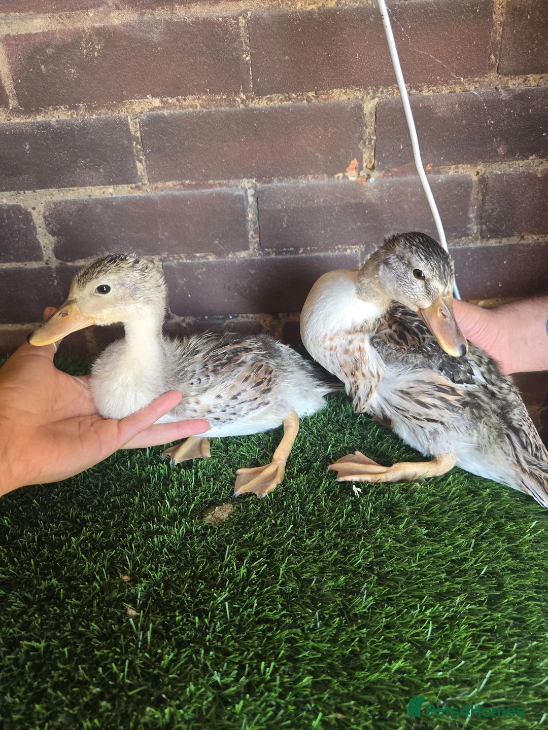 Ducks poultry for sale: Mini Silver Appleyard ducklings  - Advert 2