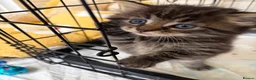 Mixed Breed cats for sale: Female tiger kitten  - Advert 2