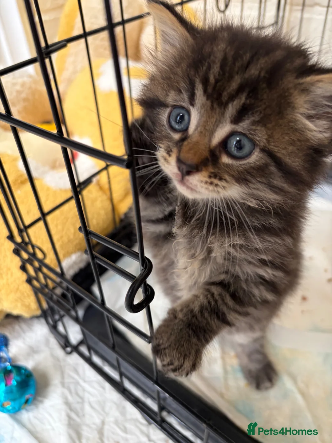 Mixed Breed cats for sale: Female tiger kitten  - Advert 2