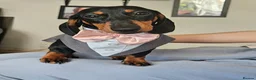 Miniature Dachshund dogs for sale: Little Man - Advert 4