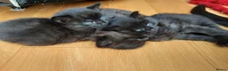 Mixed Breed cats for sale: 3 Adorable Black Kittens looking for Home - Advert 17