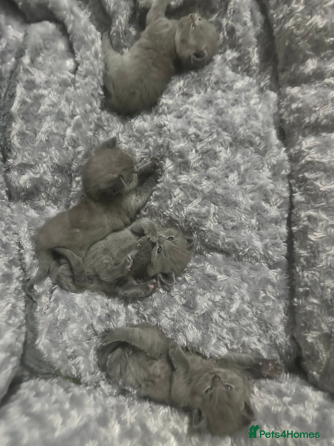 British Shorthair cats for sale: Stunning litter of bsh  - Image 3