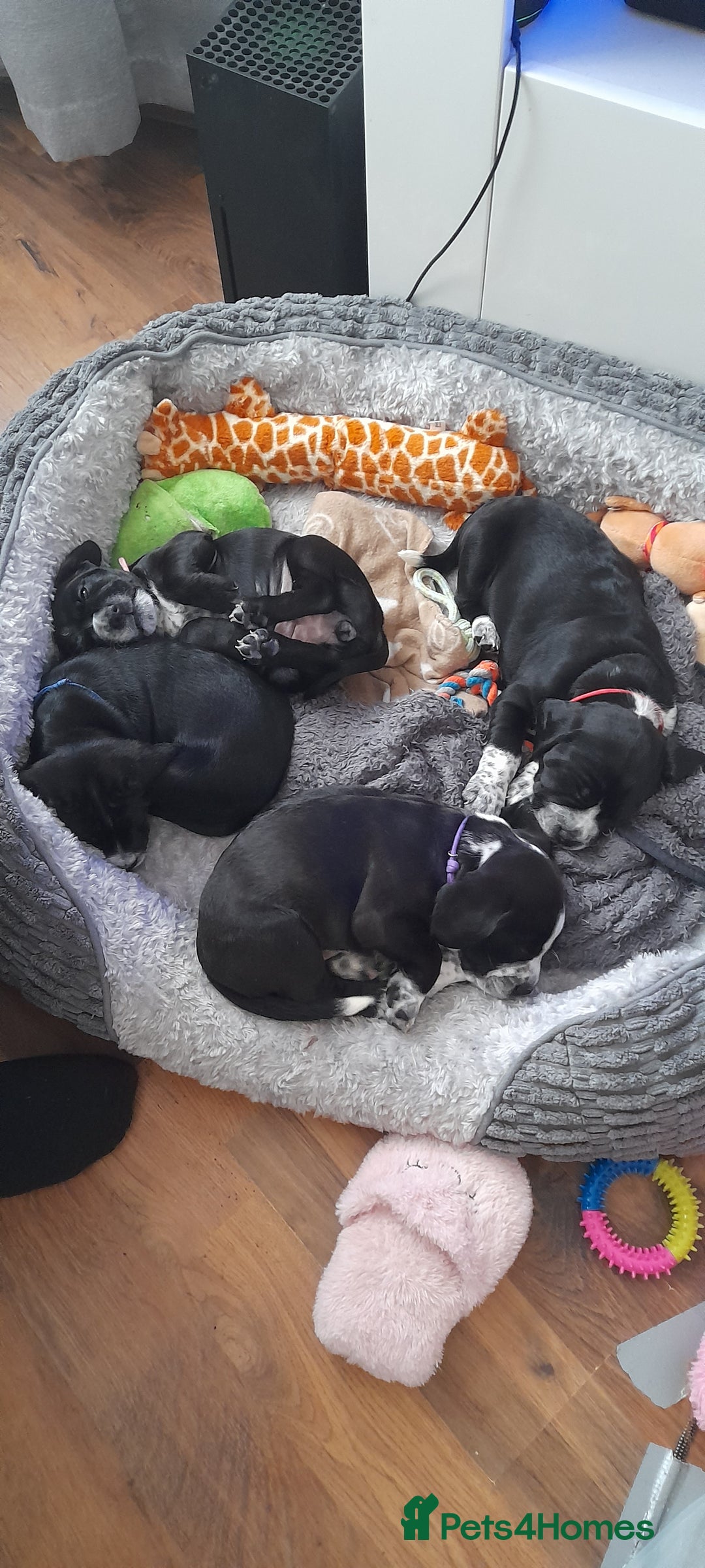 Mixed Breed dogs for sale: Staffy x Cocker Spaniel  - Advert 7