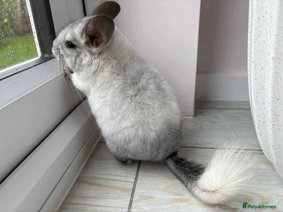 Chinchilla rodents for sale: Trio of Young Males - Image 13