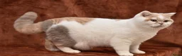 British Shorthair cats for sale: British shorthair lilac tortie harlequin female  in Bromley - Advert 3