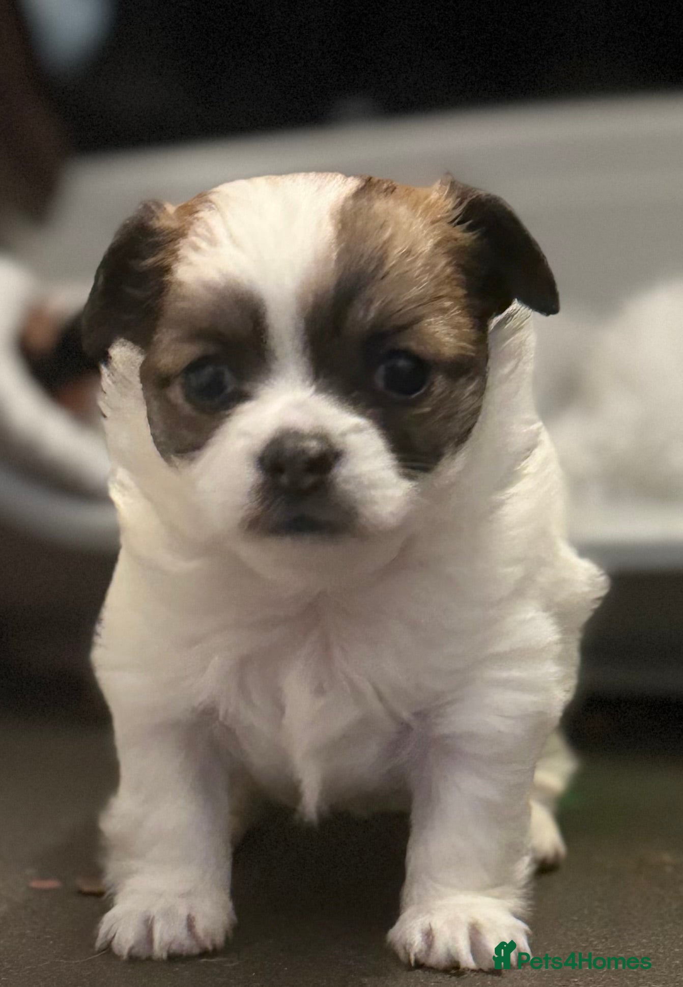 Chihuahua dogs Beautiful Female Chihuahua Puppy - Advert 1