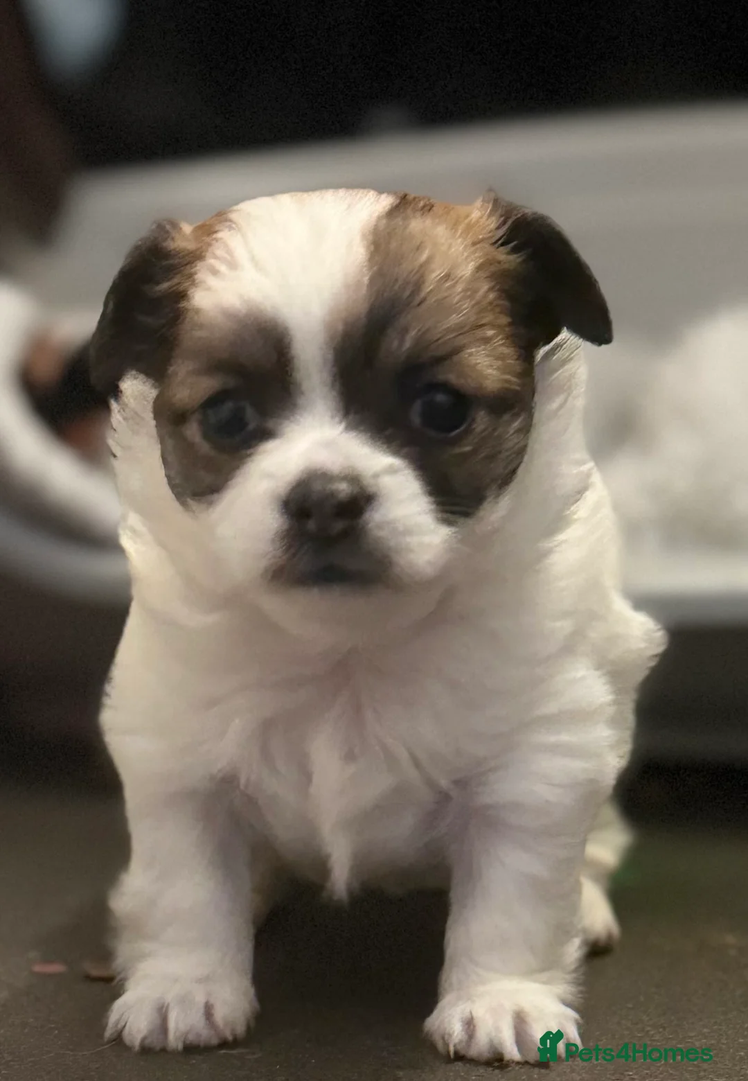 Chihuahua dogs for sale: Beautiful Female Chihuahua Puppy - Advert 1