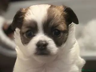 Chihuahua dogs Beautiful Female Chihuahua Puppy - Advert 1