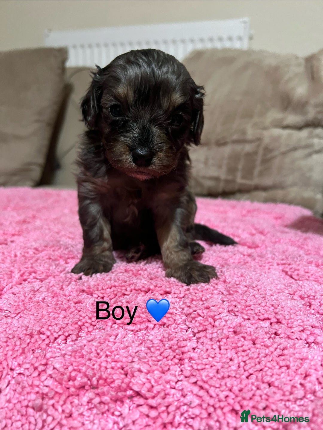 Cavapoo dogs for sale: Health tested cavapoos ready 16th February 🐶 - Advert 8