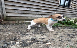 Whippet dogs for sale: Whippet  - Image 6