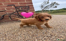 Cockapoo dogs for sale: Ready to leave Beautiful merle & gold  Cockapoos  - Image 9