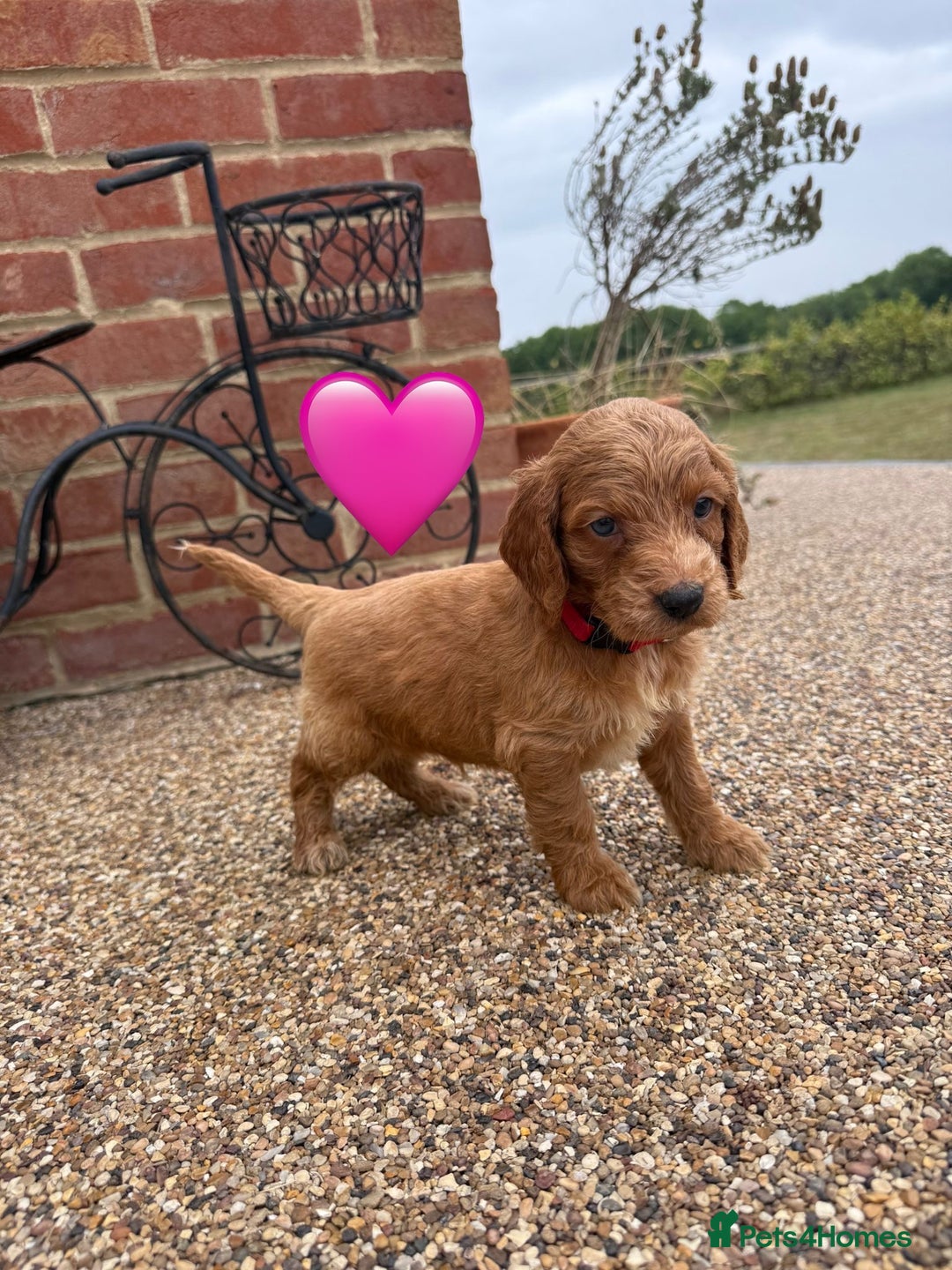 Cockapoo dogs for sale: Ready to leave Beautiful merle & gold  Cockapoos  - Image 9