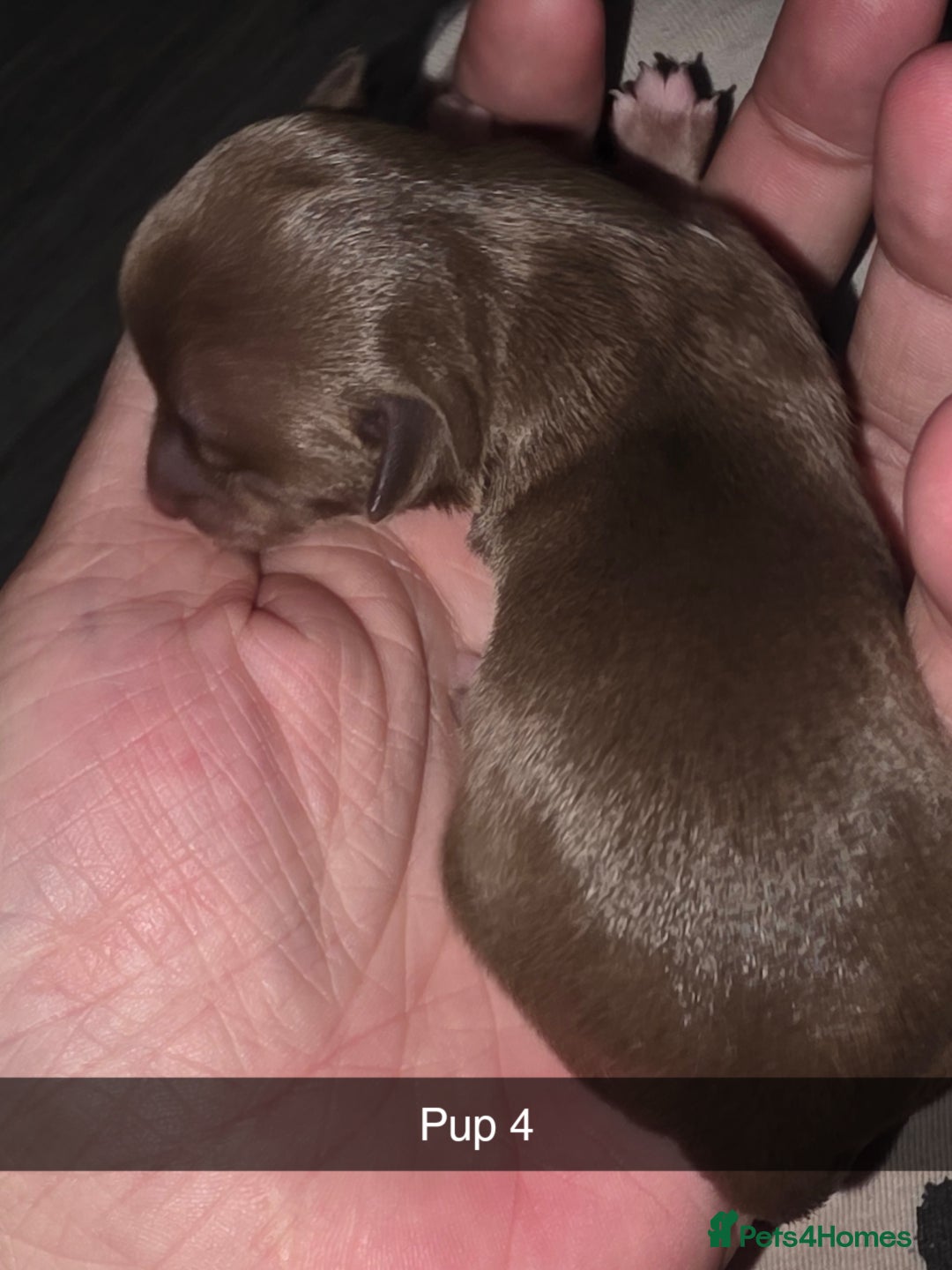 Chihuahua dogs for sale: 4 chihuahua girls - Advert 11