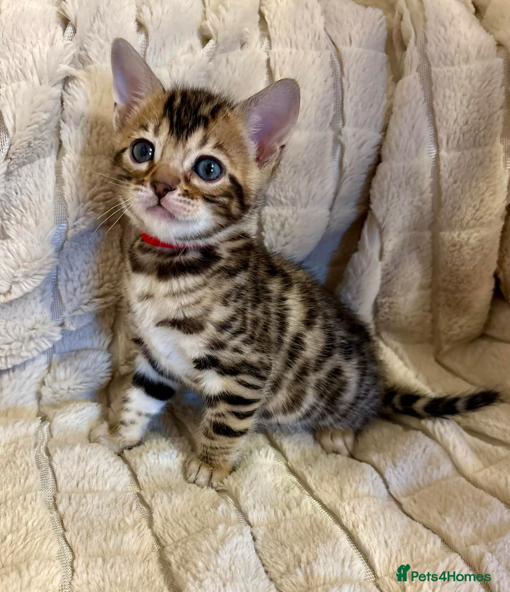 Bengal cats Amazing Bengal kittens  - Advert 2