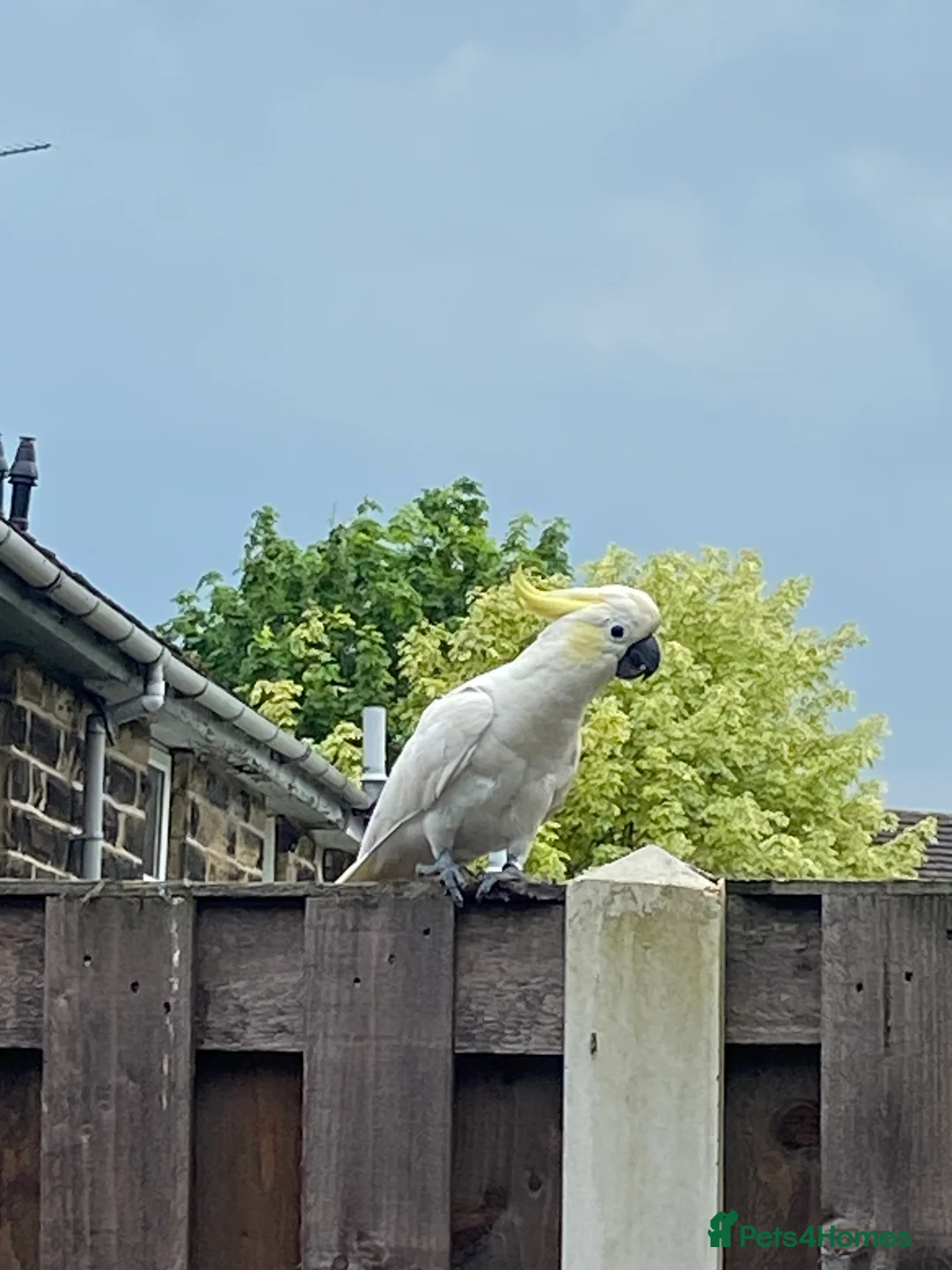 Cockatoo birds for sale: Lesser crested Cocatoo - Advert 5