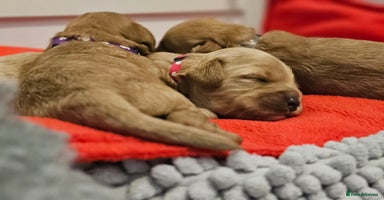 Cavapoo dogs - Advert 2