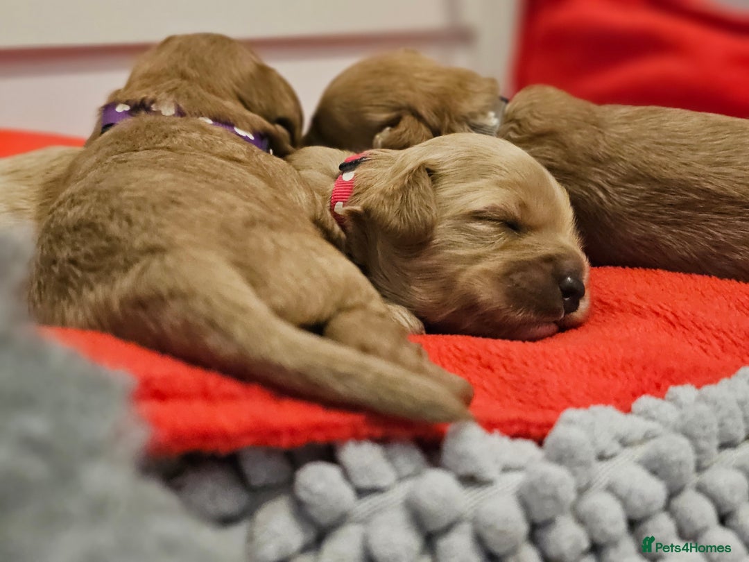 Cavapoo dogs for sale: Toy Cavapoo Puppies - Image 2