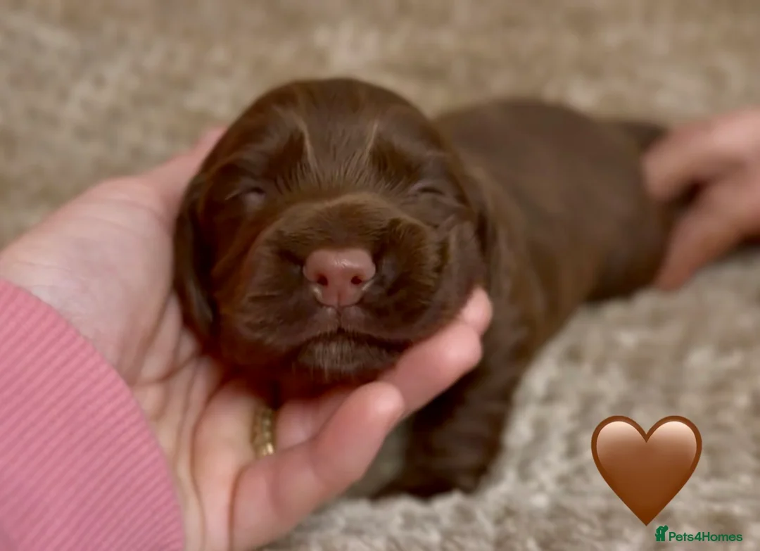 Cocker Spaniel dogs for sale: Stunning cocker spaniel pups - Advert 11