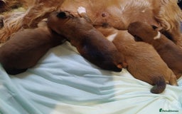 Mixed Breed dogs for sale: Beautiful YorkieRussell pups for sale! Small size  - Image 21
