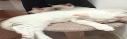 Ragdoll cats for sale: 3/4 Ragdoll x Snow Bengal kittens 🐾 - Advert 3