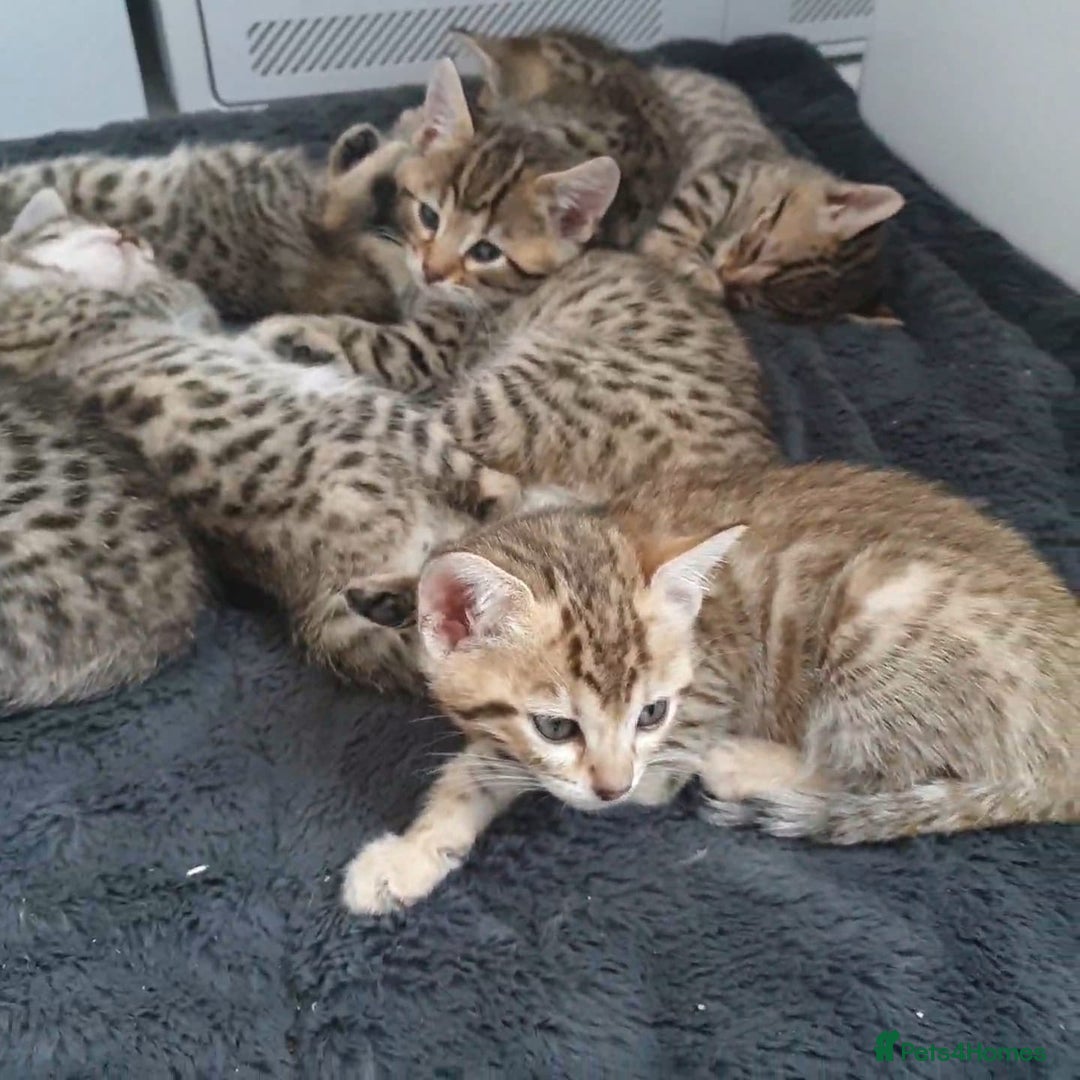 Mixed Breed cats for sale: Cross kittens ready to leave - Image 8