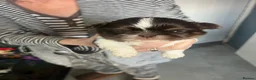 Shih Tzu dogs for sale: Stunning small imperial boys - Advert 20