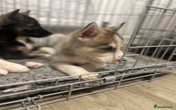 Siberian Husky dogs for sale: 3 x Siberian husky puppies  - Image 17