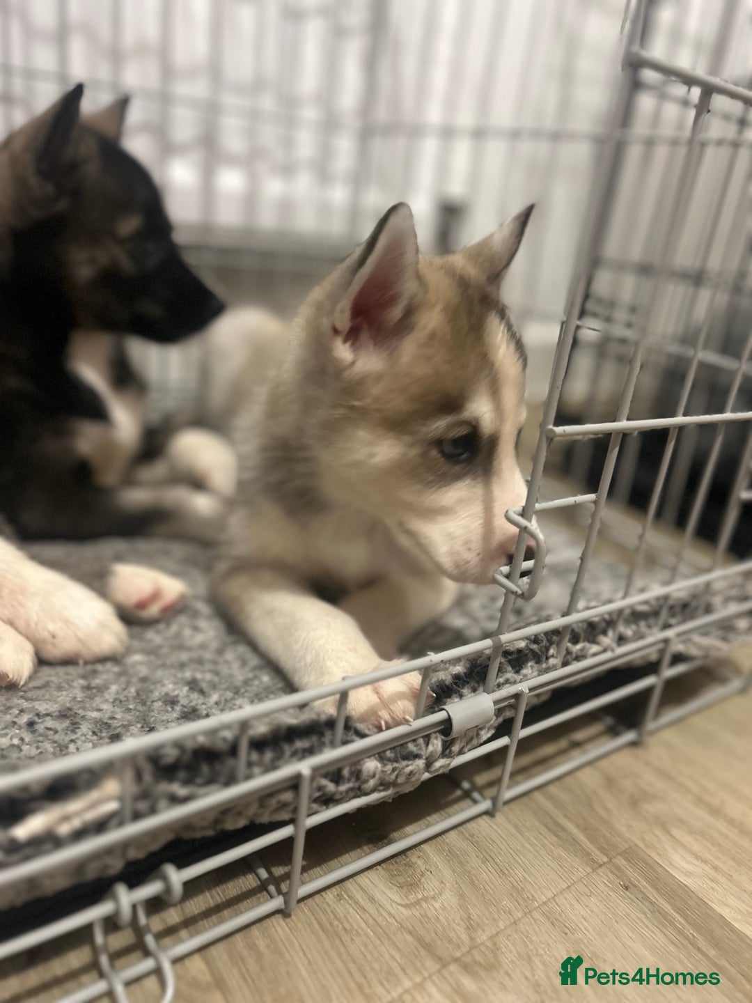 Siberian Husky dogs for sale: 3 x Siberian husky puppies  - Image 17