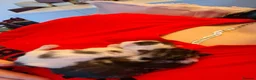 Mixed Breed cats for sale: 3 kittens   9 weeks old  - Advert 3