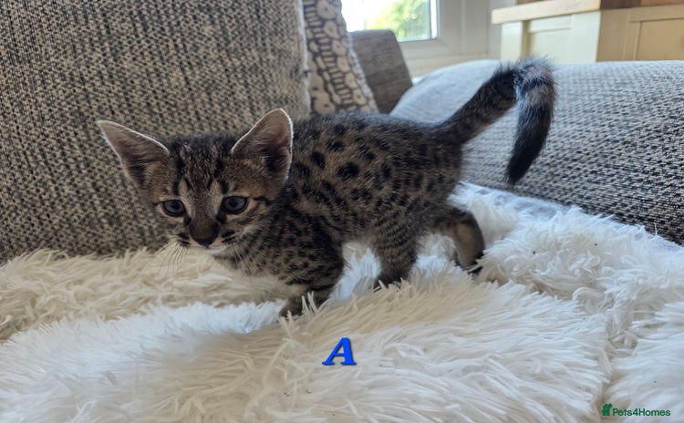 Savannah cats - Advert 1