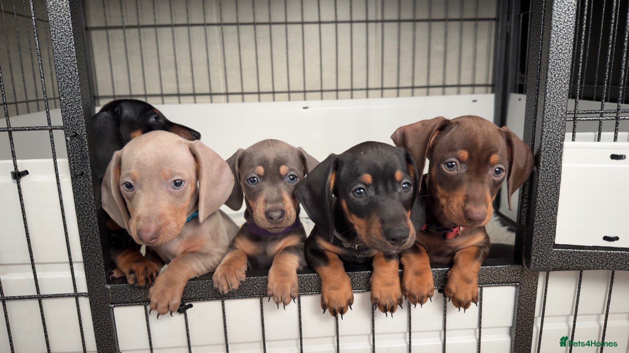 Miniature Dachshund dogs Beautiful Miniature Daushund Puppies - Advert 2