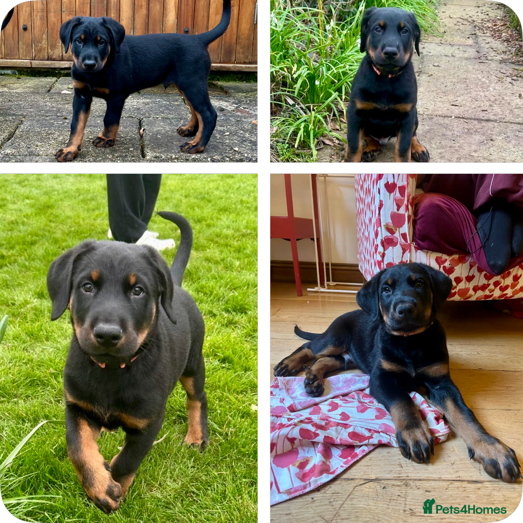 Mixed Breed dogs **1 LEFT** Doberman & Beauceron pups - Advert 2