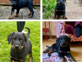 Mixed Breed dogs **1 LEFT** Doberman & Beauceron pups - Advert 2