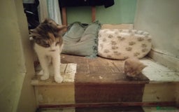 Mixed Breed cats for sale: Persian mix kittens and mother - Image 4