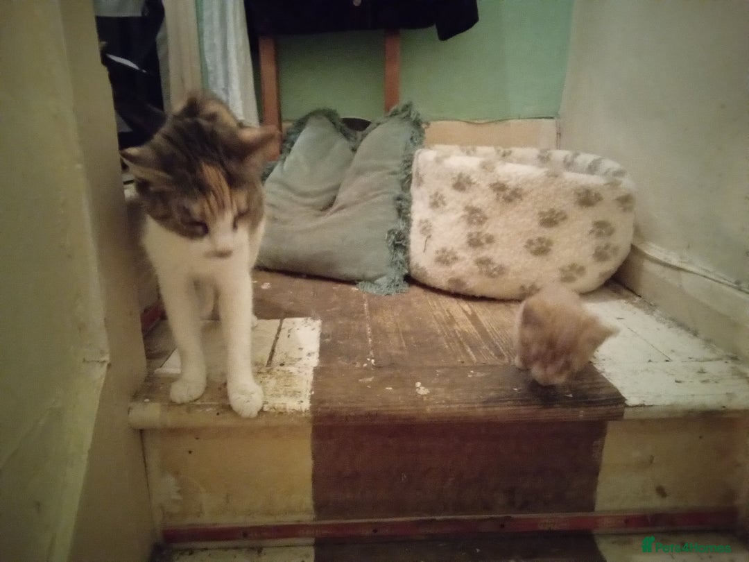 Mixed Breed cats for sale: Persian mix kittens and mother - Image 4