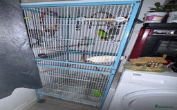 Budgerigars birds for sale: 4 x budgies for sale - Image 7