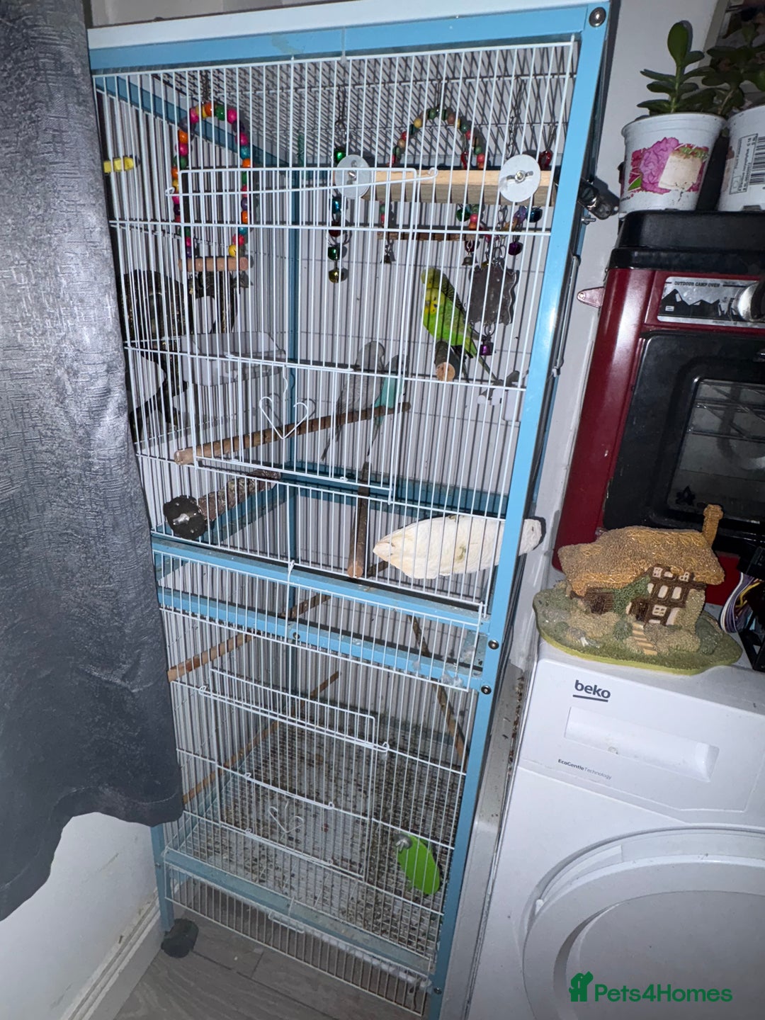 Budgerigars birds for sale: 4 x budgies for sale - Image 7