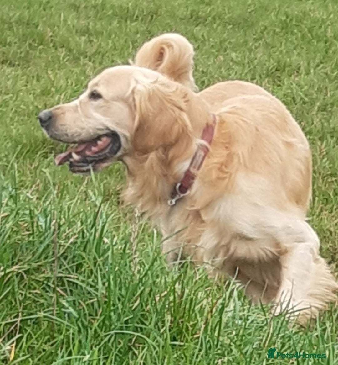 Golden Retriever dogs for sale: Available for STUD - Image 22