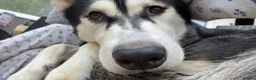 Utonagan dogs for sale: 7 stunning husky/malamute puppies in Waltham Abbey - Advert 6