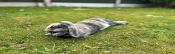 Mini Lop rabbits for sale: Belle and Fudge in Goole - Advert 8