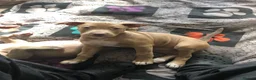 Mixed Breed dogs for sale: Staffy x  - Advert 4