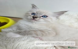 Ragdoll cats for sale: Stunning Ragdolls kittens  - Image 2