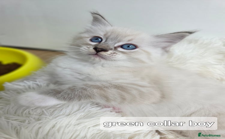 Ragdoll cats - Advert 4